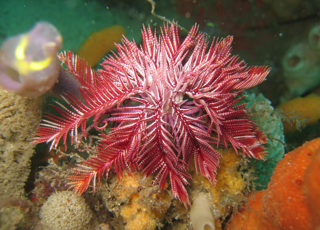 Ptilometra australis